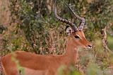 TANZANIA - Lake Manyara National Park - 26